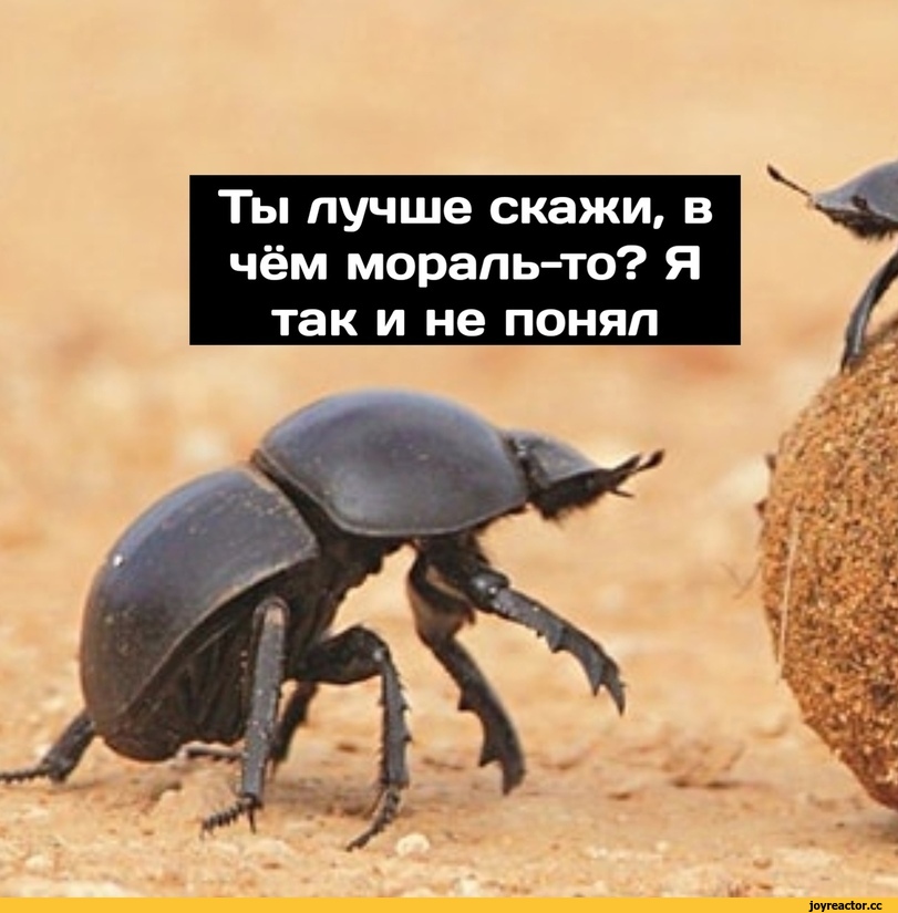 Вот ты жук что это значит