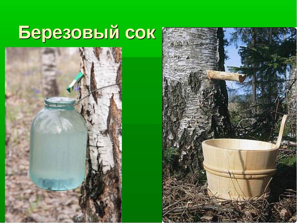 7 интересных фактов о березовом соке — кириллица — энциклопедия русской жизни