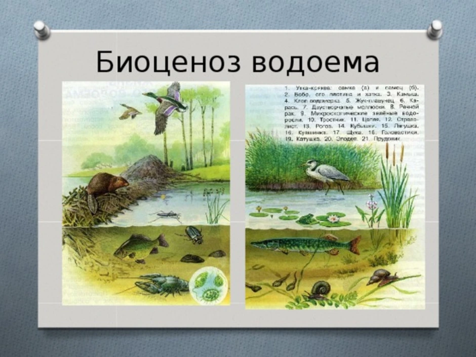 ᐉ какие бывают водоемы, природные и искусственные виды, видео - my-na-dache.ru