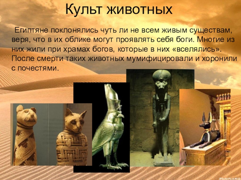 Каковы приметы, если серая кошка перебежала дорогу? узнаем значение этого знака судьбы! - voprostop.ru
