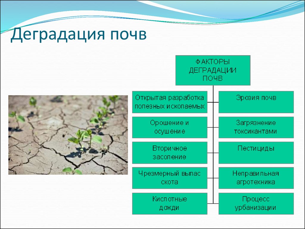 Сохранение почвы: основные причины деградации и методы рекультивации земель