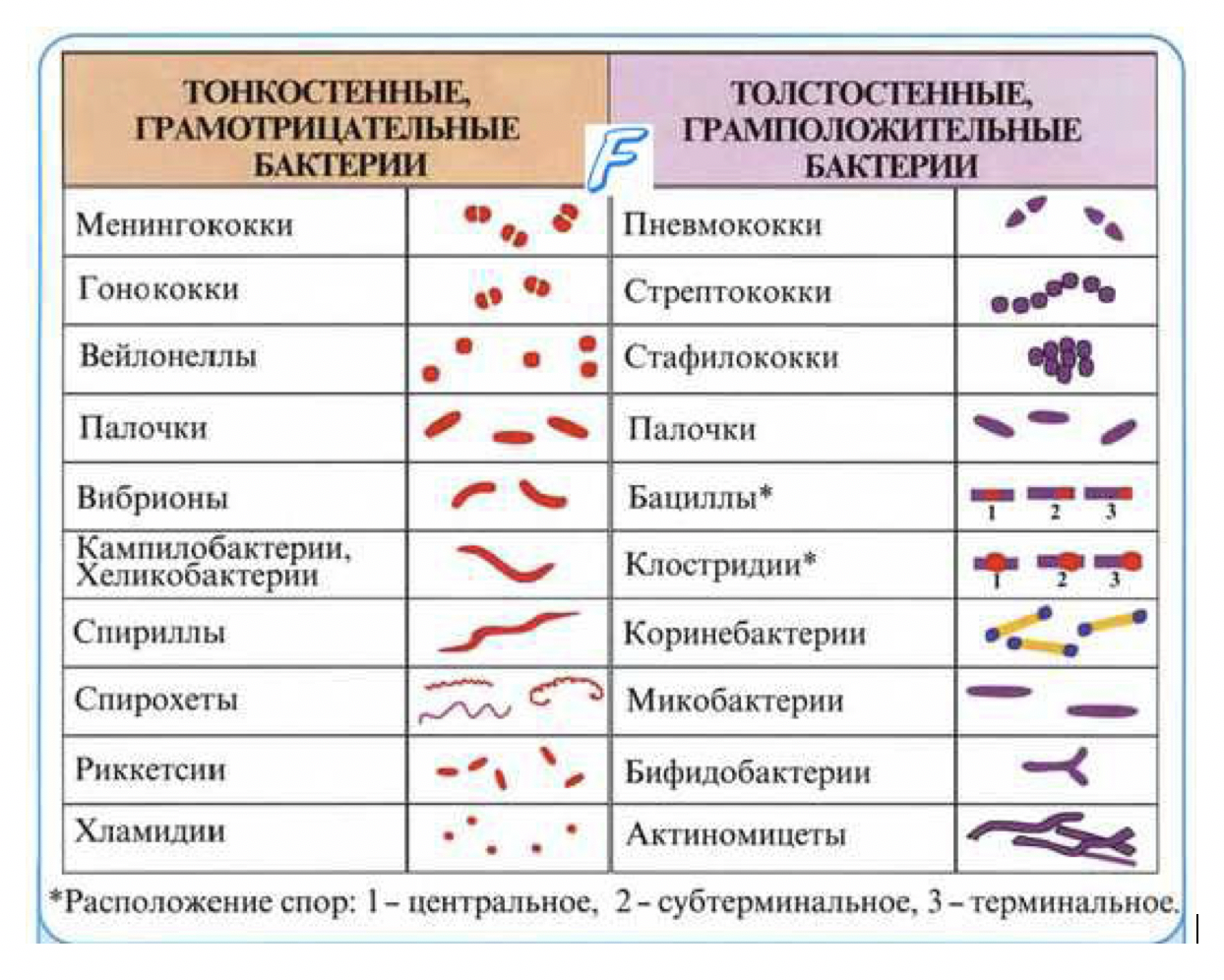 Нити псевдомицелия дрожжеподобных грибов в мазке: что означаю и какое нормальное количество