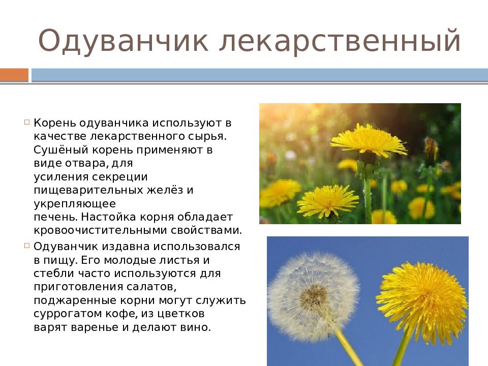ᐉ как называется одуванчик по научному - godacha