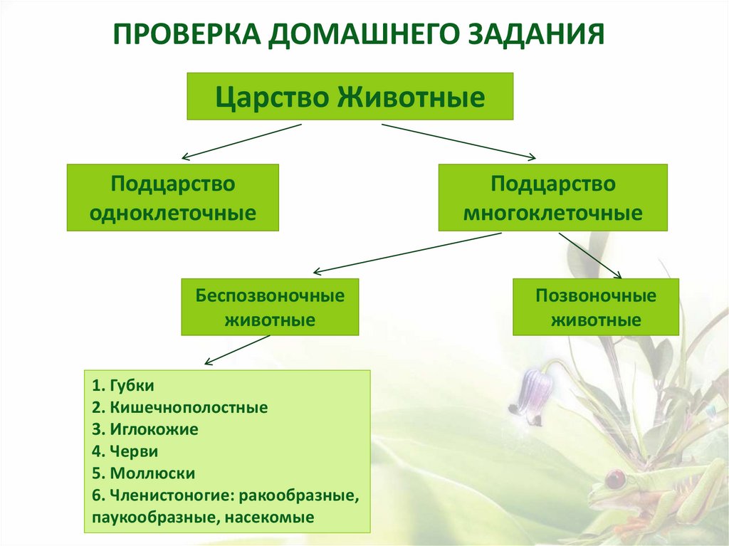 Дифференциация клеток