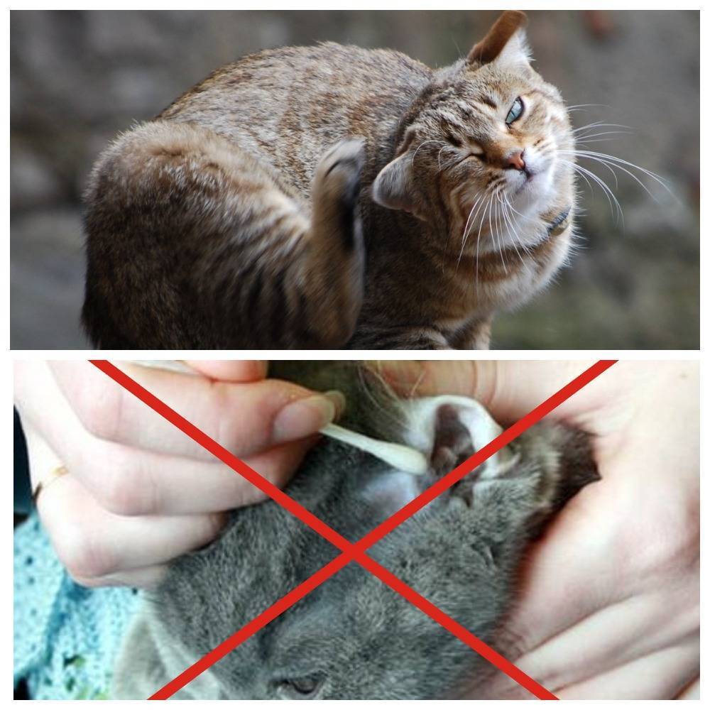 У кота горячие уши: причины и стоит ли беспокоиться