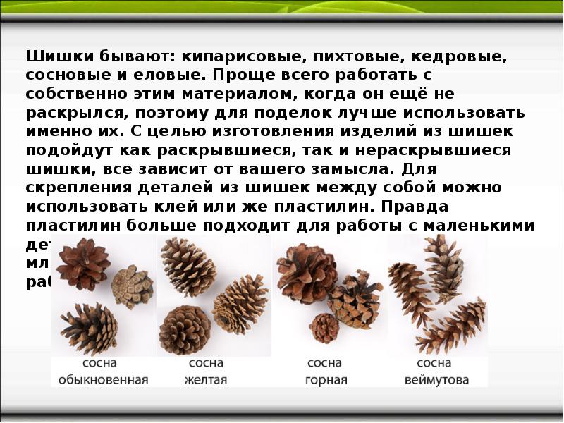 Набивайте шишки: что это значит и в чем суть этого выражения?