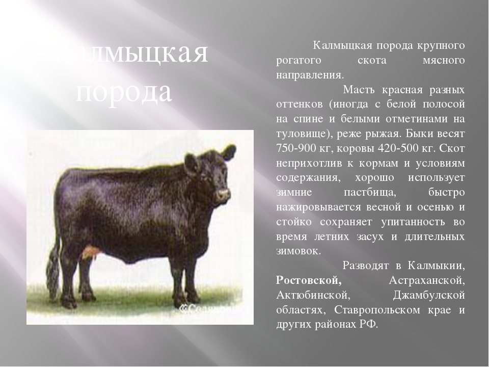 Бык тупогуб: что это значит?