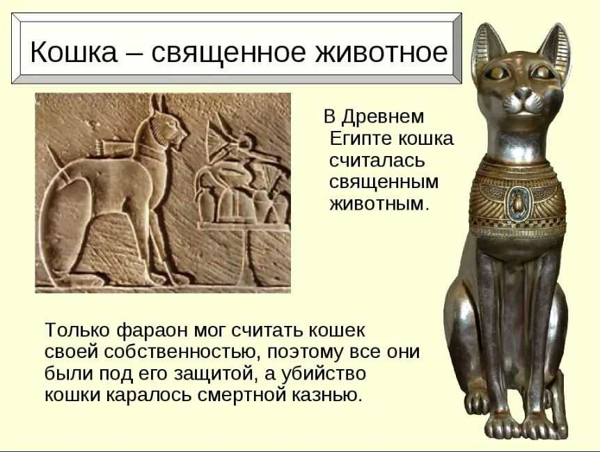 Значение перебегания дороги серой кошкой: суеверие или миф?