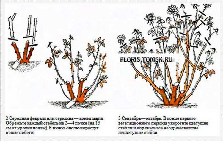 Откуда пошло выражение "как с куста": история и происхождение