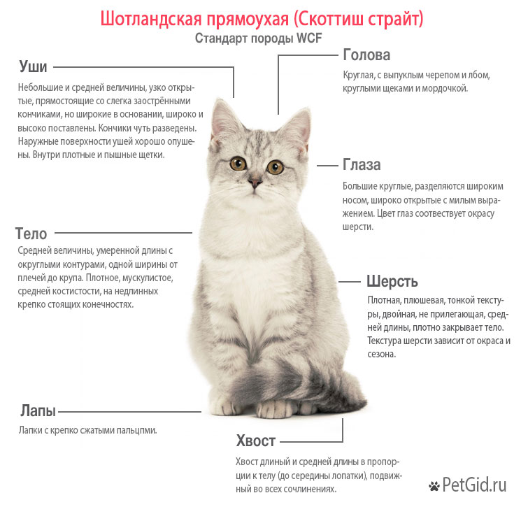 Девочка страйт это понятие которое в последние годы стало популярным в интернет культуре и социальных сетях Этот термин используется для обозначения