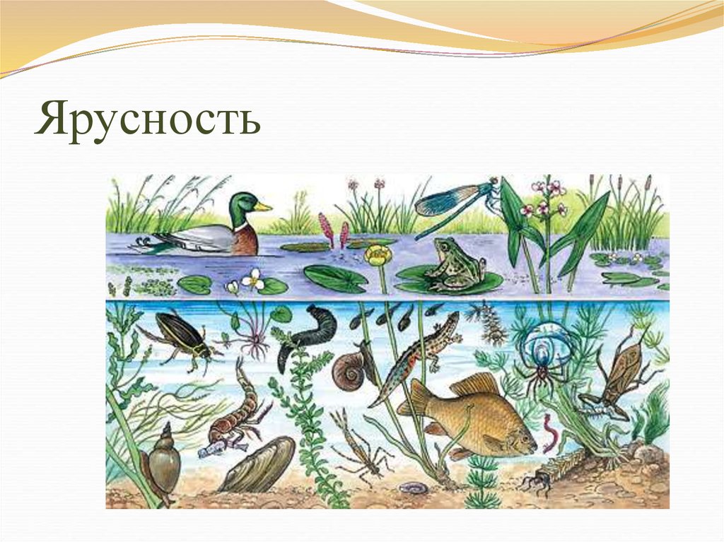 Озёра и их роль в природе