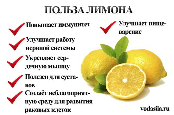 Чайный гриб. полезные свойства и противопоказания, как употреблять, выращивать и ухаживать