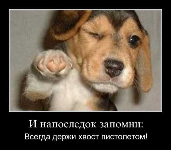Самые популярные фразеологизмы в русском языке
