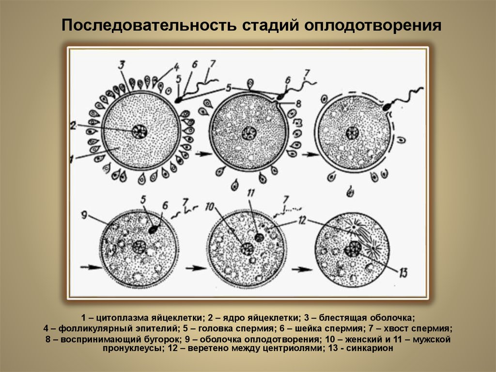 Классификация эмбрионов при эко: качество, культивация и их классы