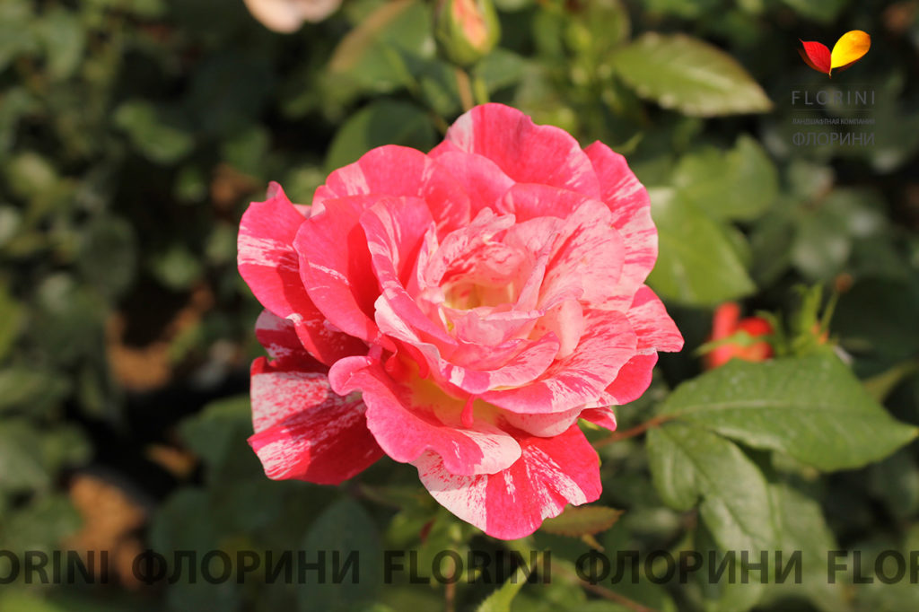 Астра, каллистефус и симфиотрихум.