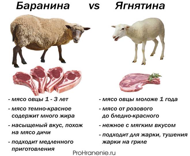 Бараний вес и факторы, которые на него влияют