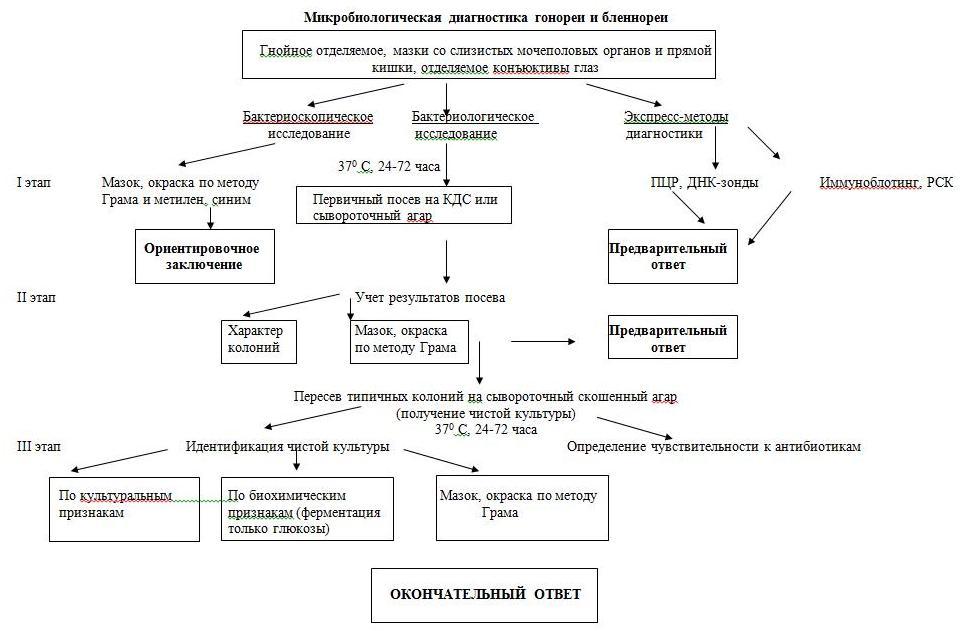 Бластоспоры дрожжеподобных грибов: их значение и особенности