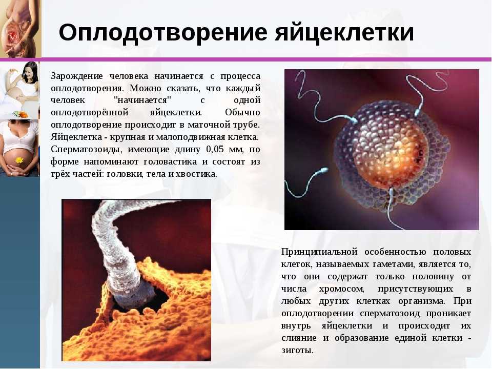 Таблица градации эмбрионов | клиника "план б"