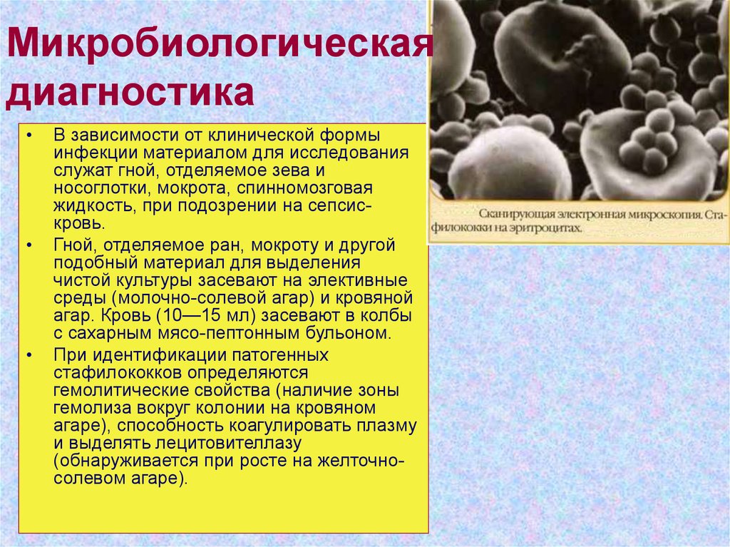 Почкующиеся бластоспоры в мазке – что это?