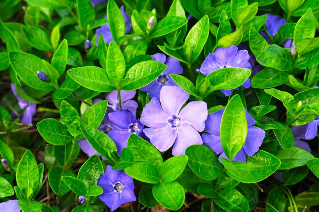 Барвинок (60 фото): сорта, правильный уход и выращивание