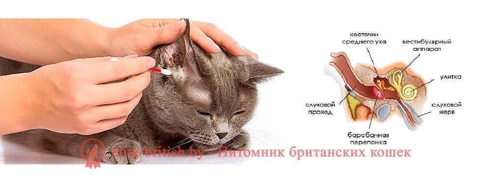 Когда мы думаем о котах мы обычно представляем их как спокойных и замечательно ленивых созданий которые проводят большую часть дня спящими на солнышке