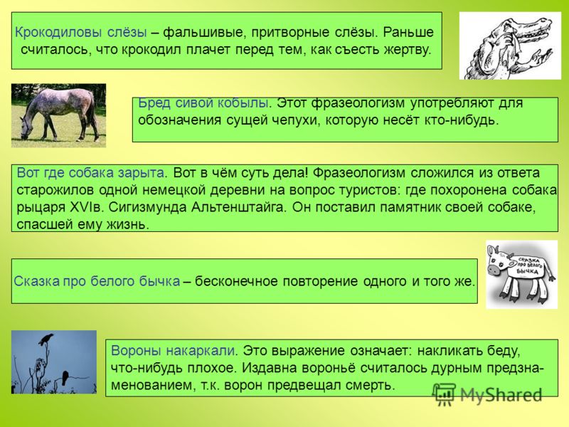 Бред собачий что значит