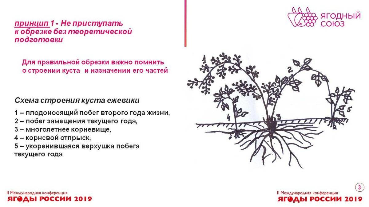 Как с куста что значит выражение. дамы «из-под куста»