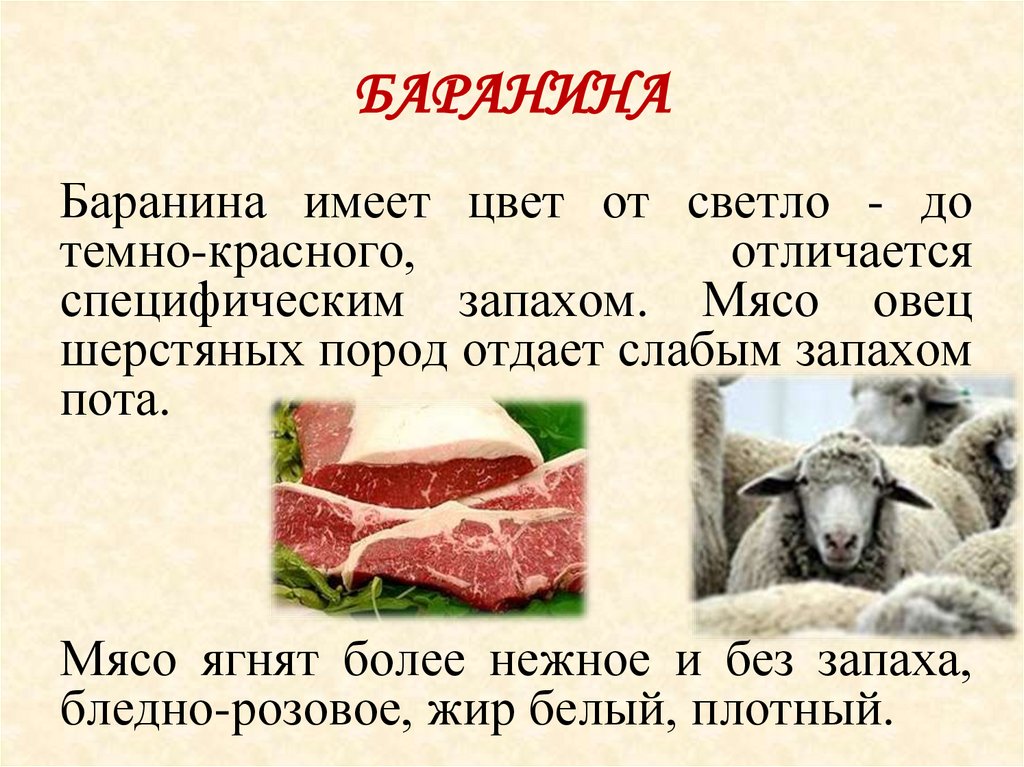 Вес барана: что влияет на мышечный прирост, какие породы будут приносить больше мясной продукции