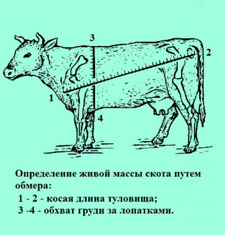 Бык тупогуб тупогубенький бычок у быка бела губа была тупа видео: 110 скороговорок для тренировки дикции – скороговорка «бык тупогуб»: правила чтения и запоминания —  ашаж.рф