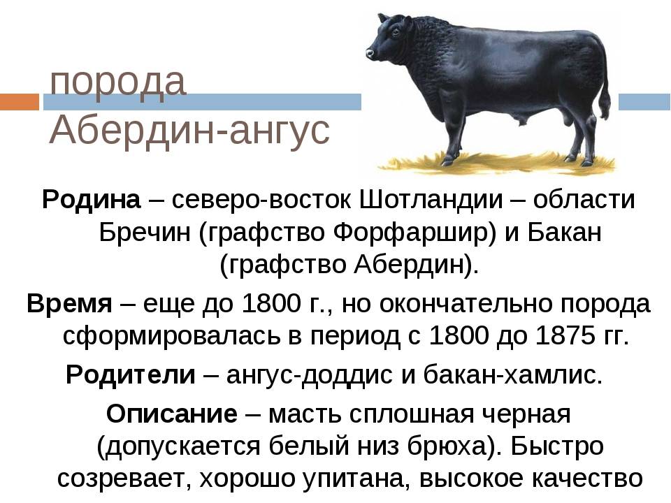 Значение слова «тупой»